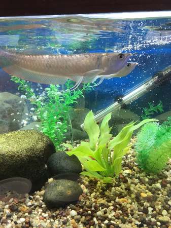 Images Greentree Pet Center