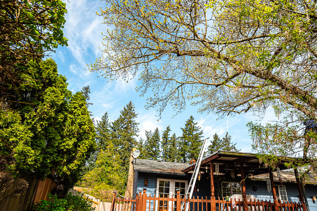 Images Branching Out Tree Care, LLC