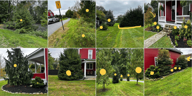 Images Cutting Edge Tree Professionals
