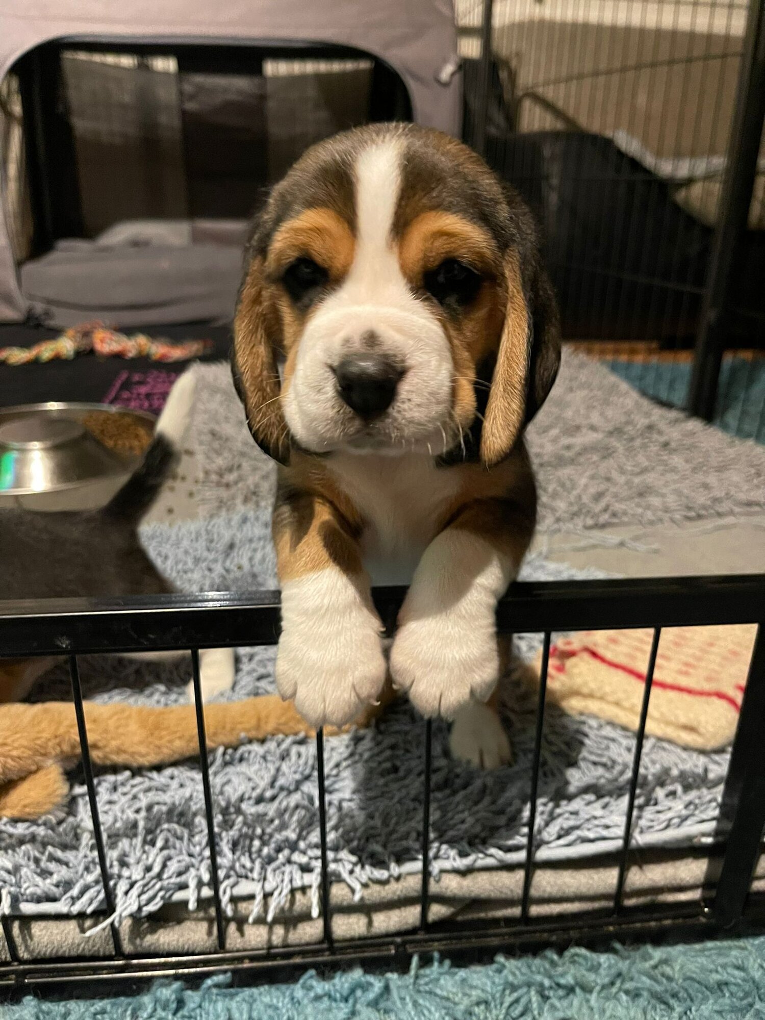 Bilder Beagleszucht Appenzell