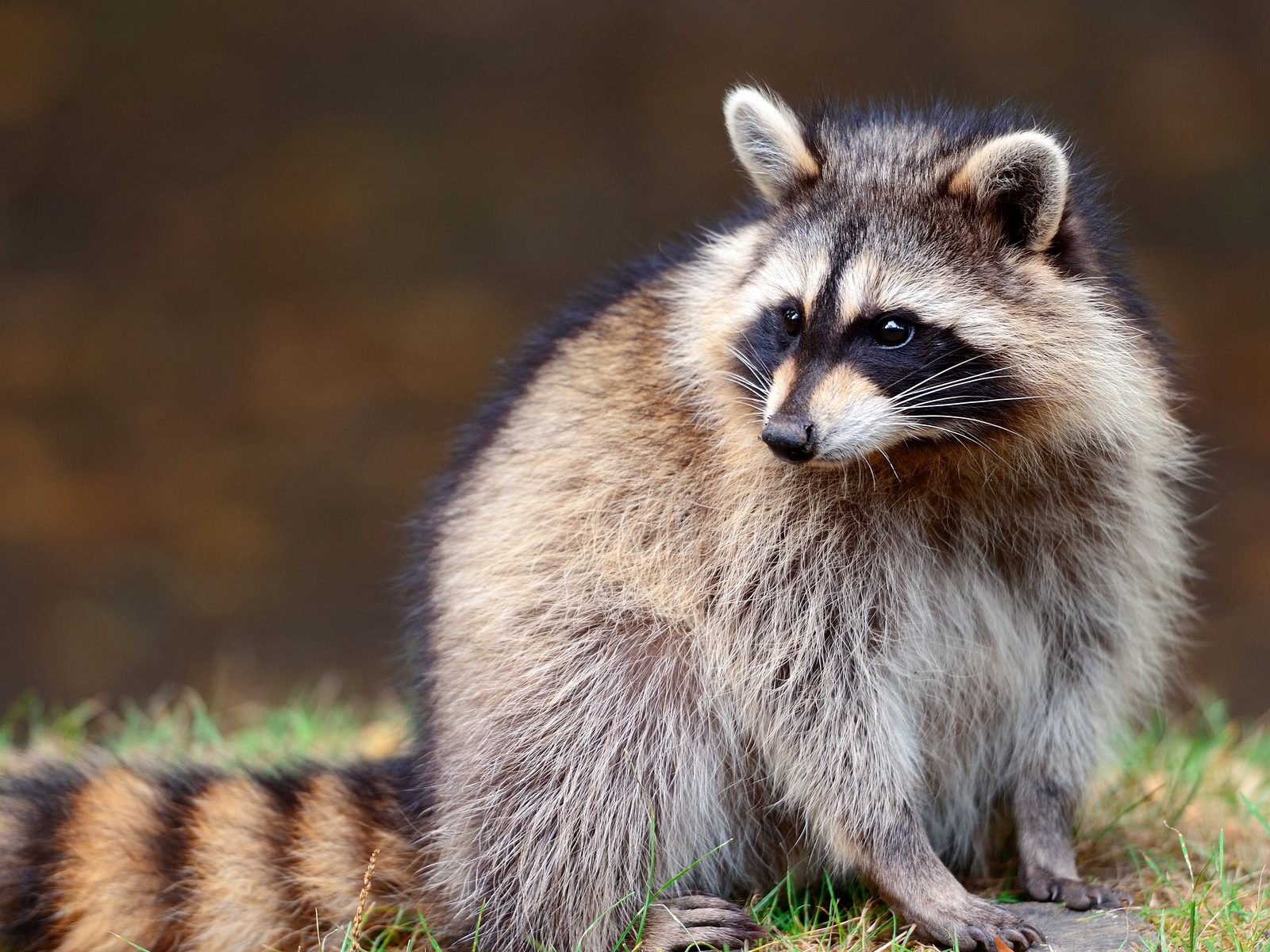 Animal & Wildlife Control Specialists