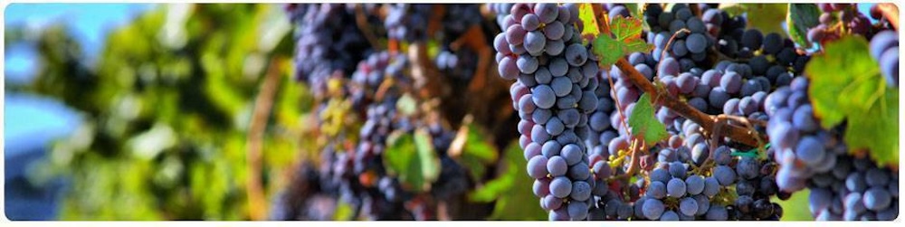 Wine Country Coin Gold & Silver Image