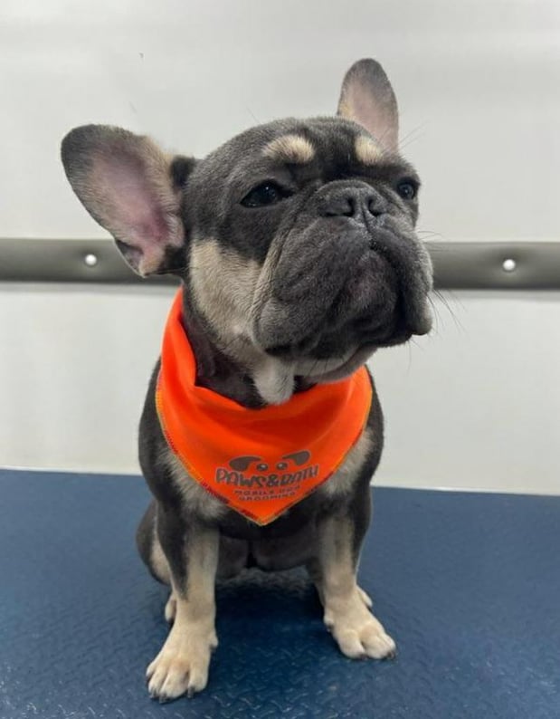 Images Paws & Bath Mobile Dog Grooming