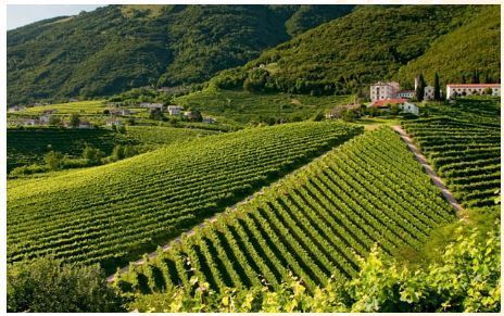 Images Cantine Introvigne - Vini e Spumanti