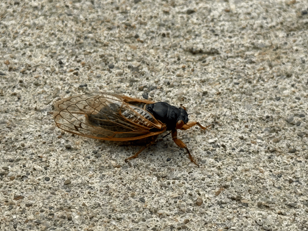 Images Aim Pest Solutions