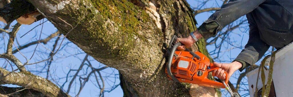 Mister Tree Service Photo