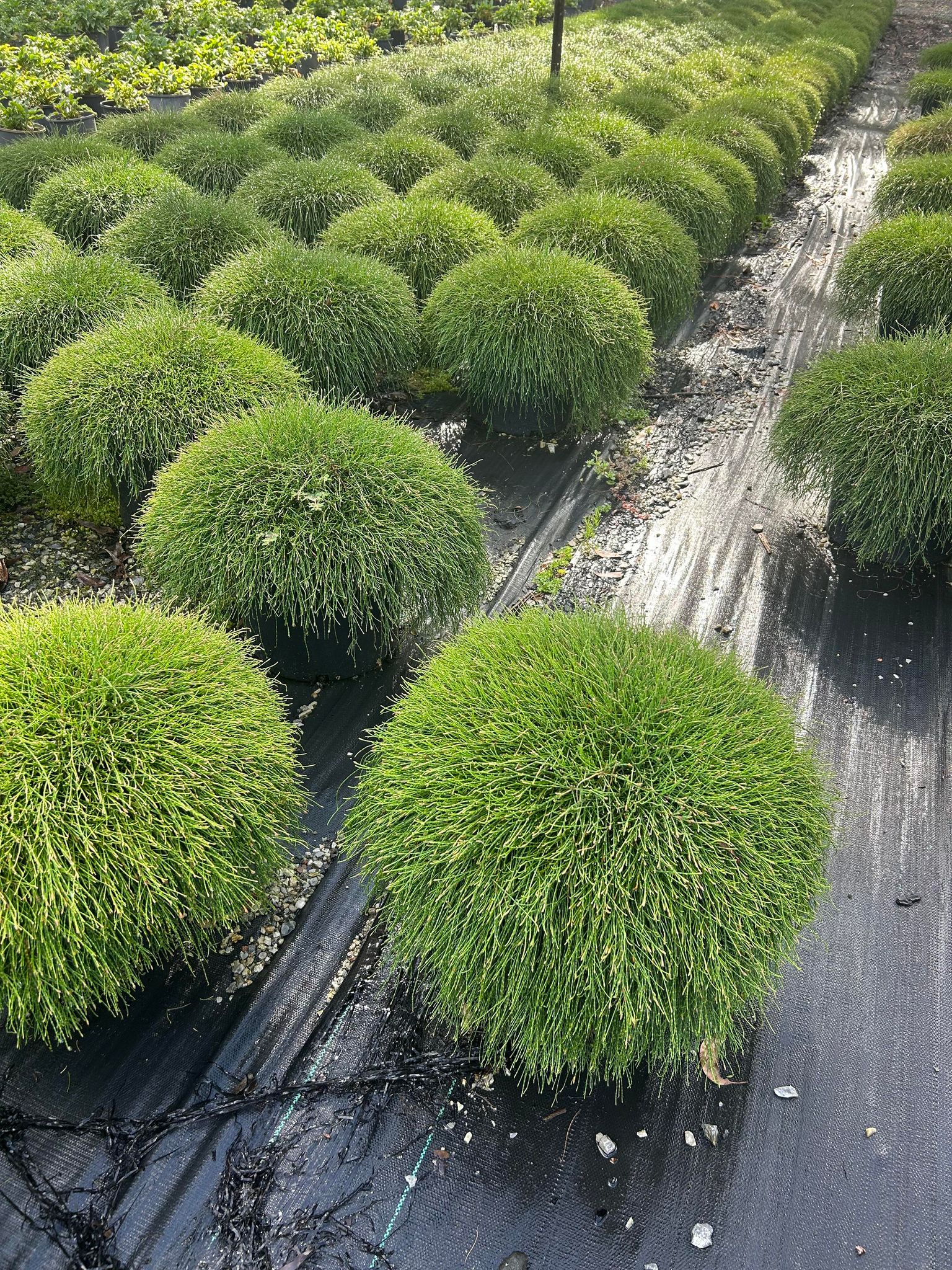 Images Barellan Nursery, Design & Landscaping