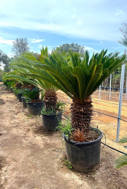 Images Piante Macri'