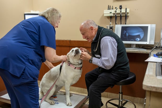 Images VCA Cairo Animal Hospital