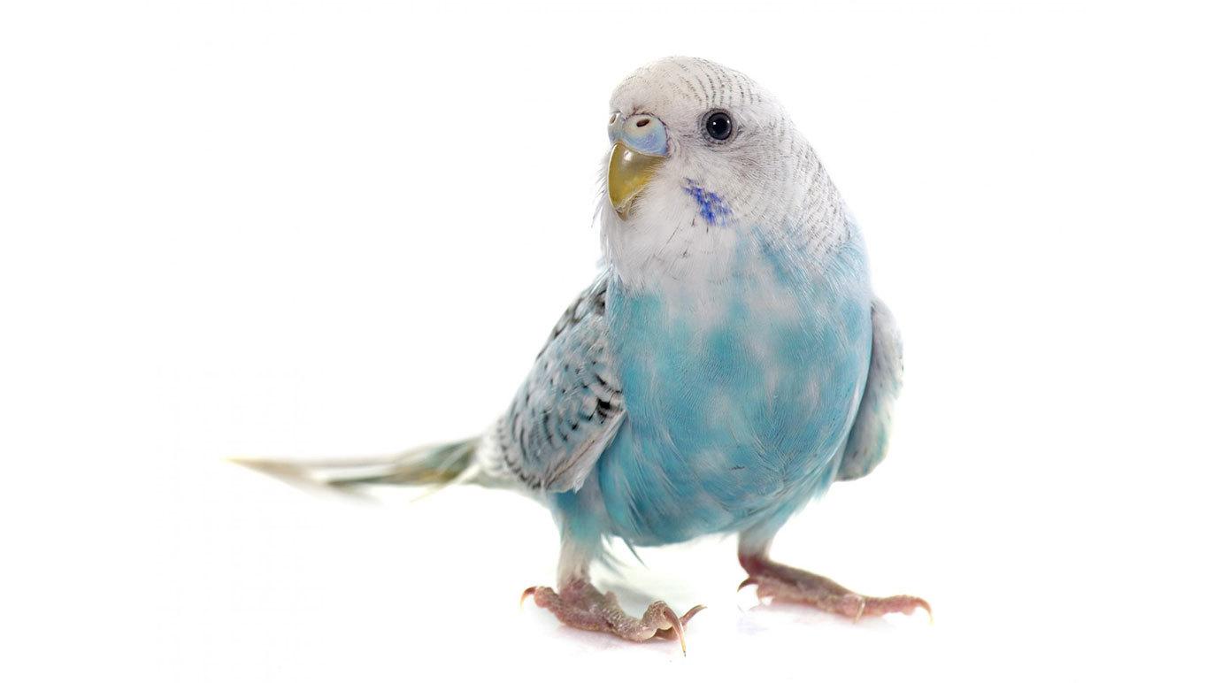 Images Dyrlæge Thomas Esper Larsen