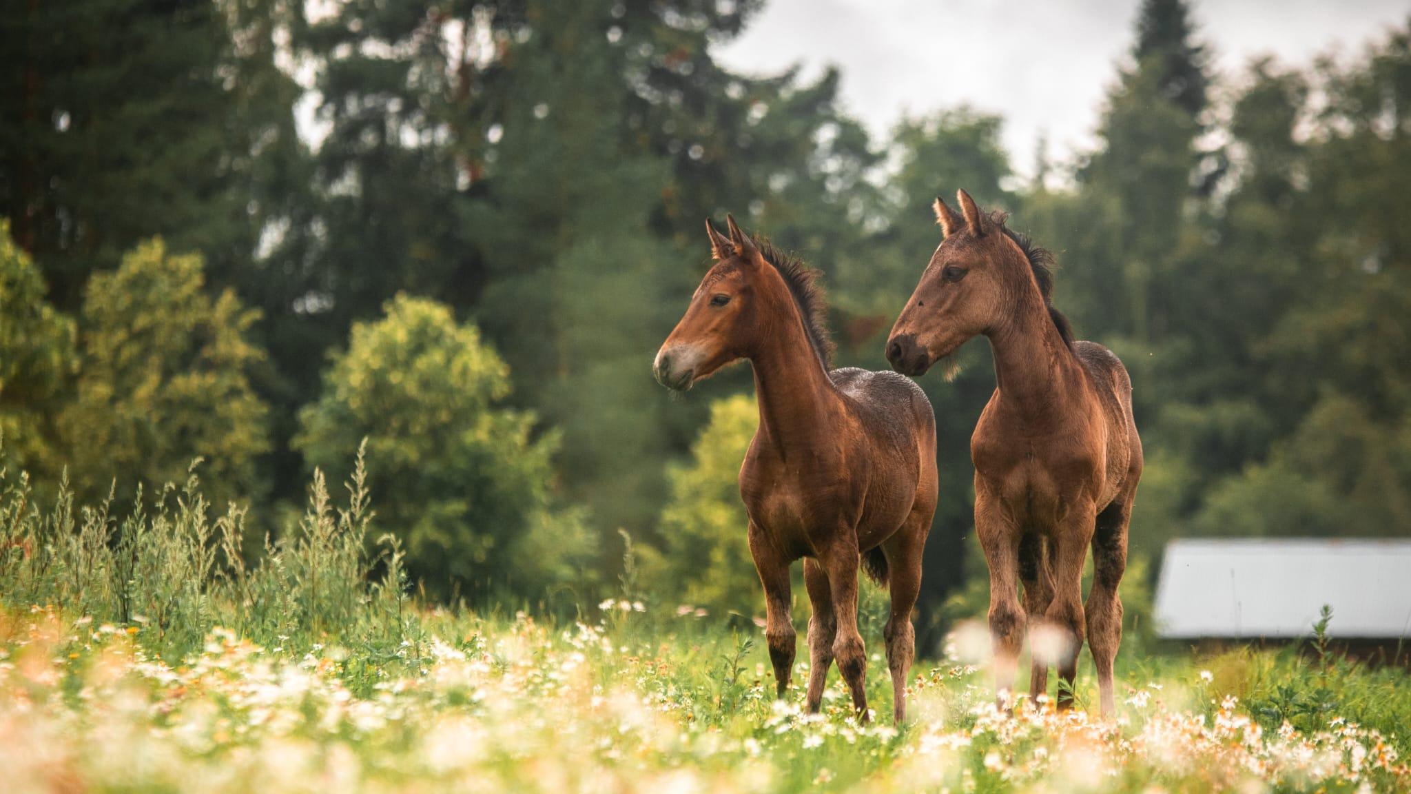 The best addresses for Other Companies & Services - Animals - Horse. There  are 1,317 results for your search. Infobel Finland