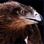 Raven Cleaning Company