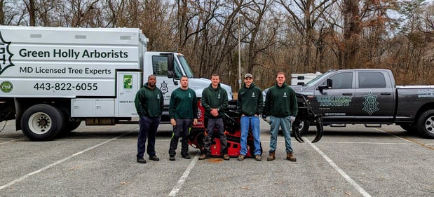 Images Green Holly Arborists