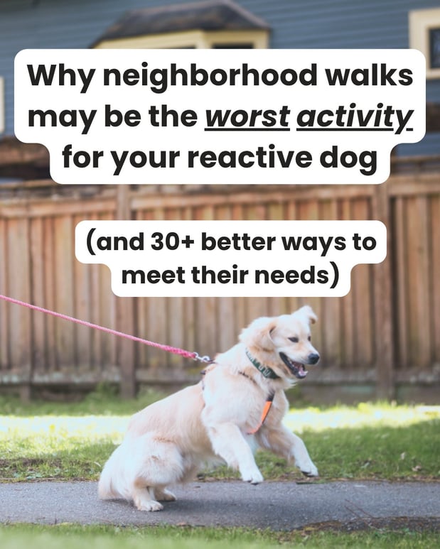 Images South Paw Doggie Daycare & Training Center