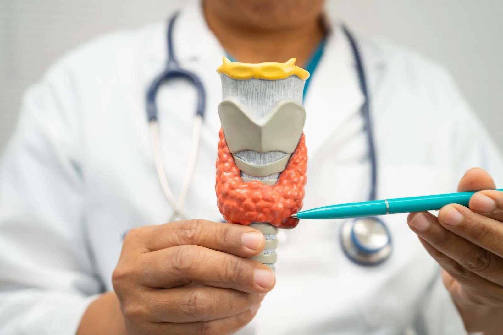 A healthcare professional wearing a white coat and stethoscope holds a detailed thyroid gland model while pointing at it with a pen. The close-up educational image highlights human anatomy, medical consultation, endocrine health, and diagnostic explanation in a clinical setting.