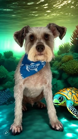 Images Waggin N Swaggin Pet Grooming