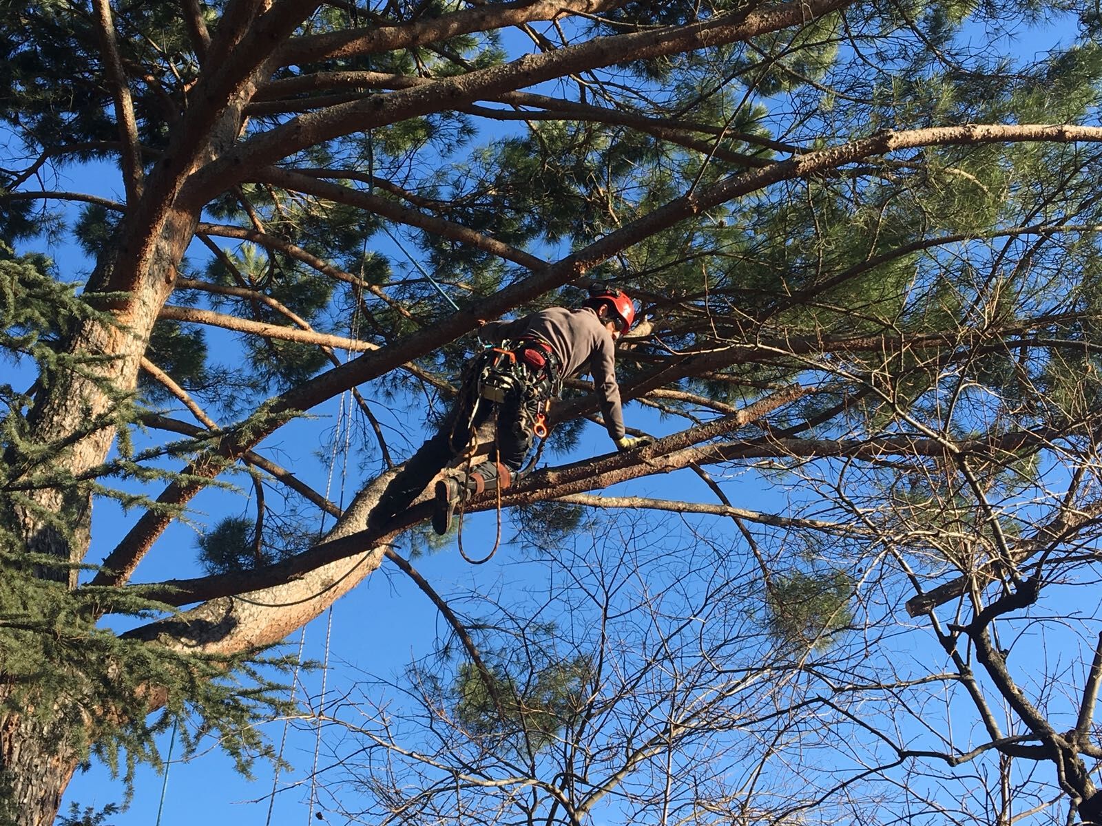 Images Garden Service