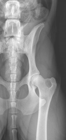 Images VCA Southeast Portland Animal Hospital
