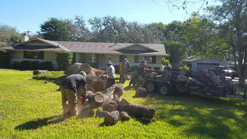 SA Total Tree Service Photo