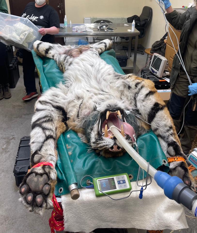 Tiger mit Magenverschluss