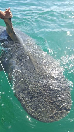 Images Fish N Fever Charters