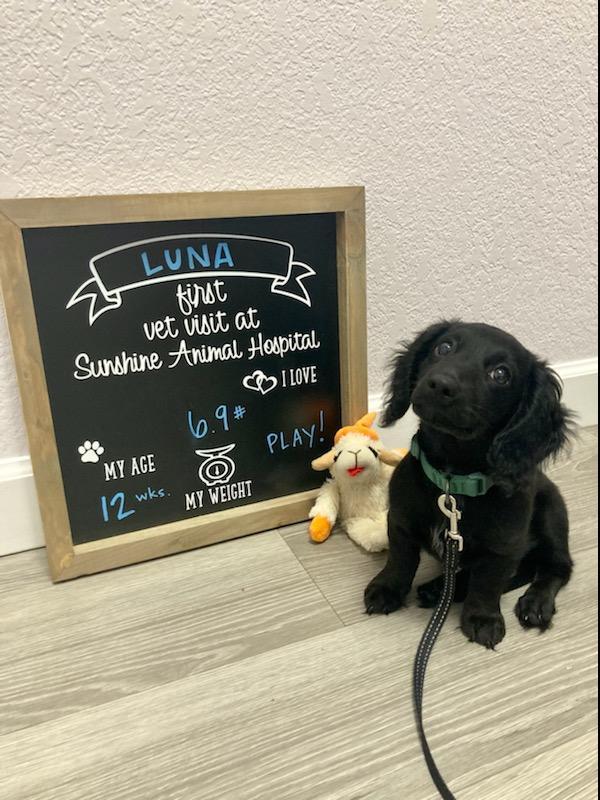 Images Sunshine Animal Hospital