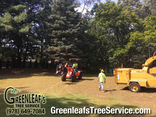 Greenleaf's Tree Service Photo