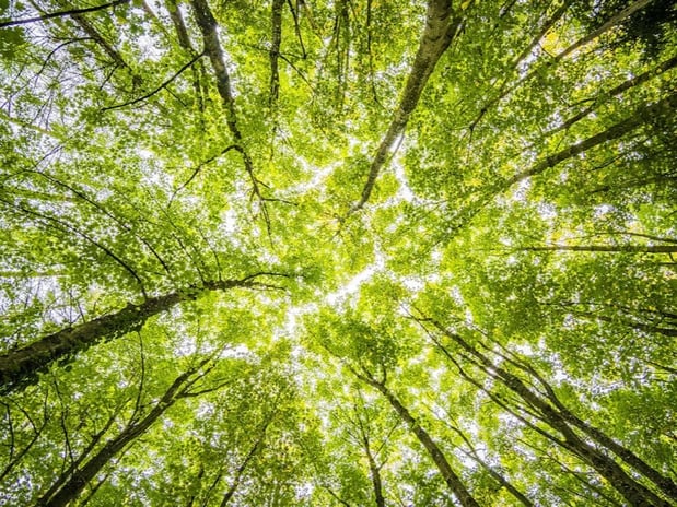 Images Ken Grossman - State Farm Insurance Agent