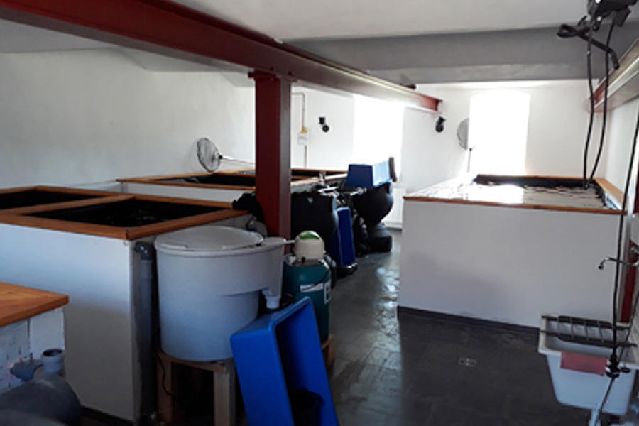 Koi Farm Zwickau, Schneeberger Straße 75 in Kirchberg