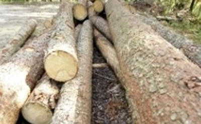 Images Conte Legnami