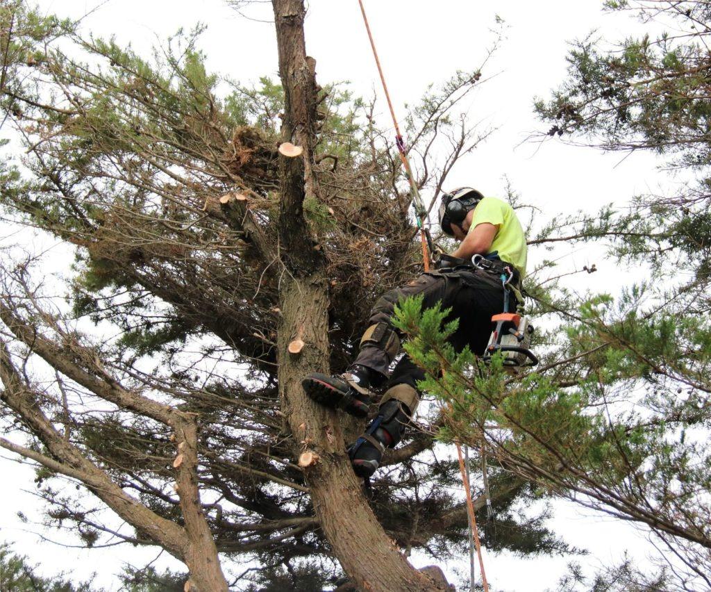 Images Redback Tree Services Greensborough