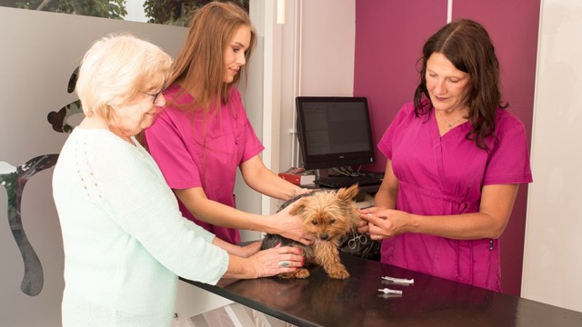 Images Fyra Ben Smådjursklinik