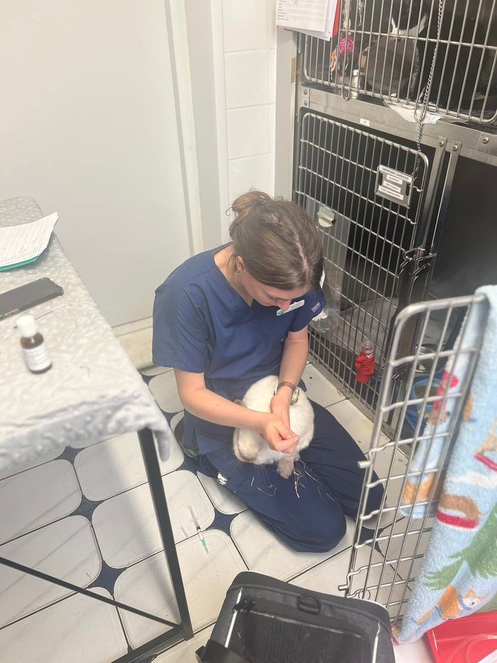 Images Streatham Hill Veterinary Surgery