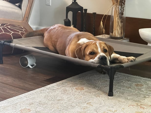 Images Outstanding K9