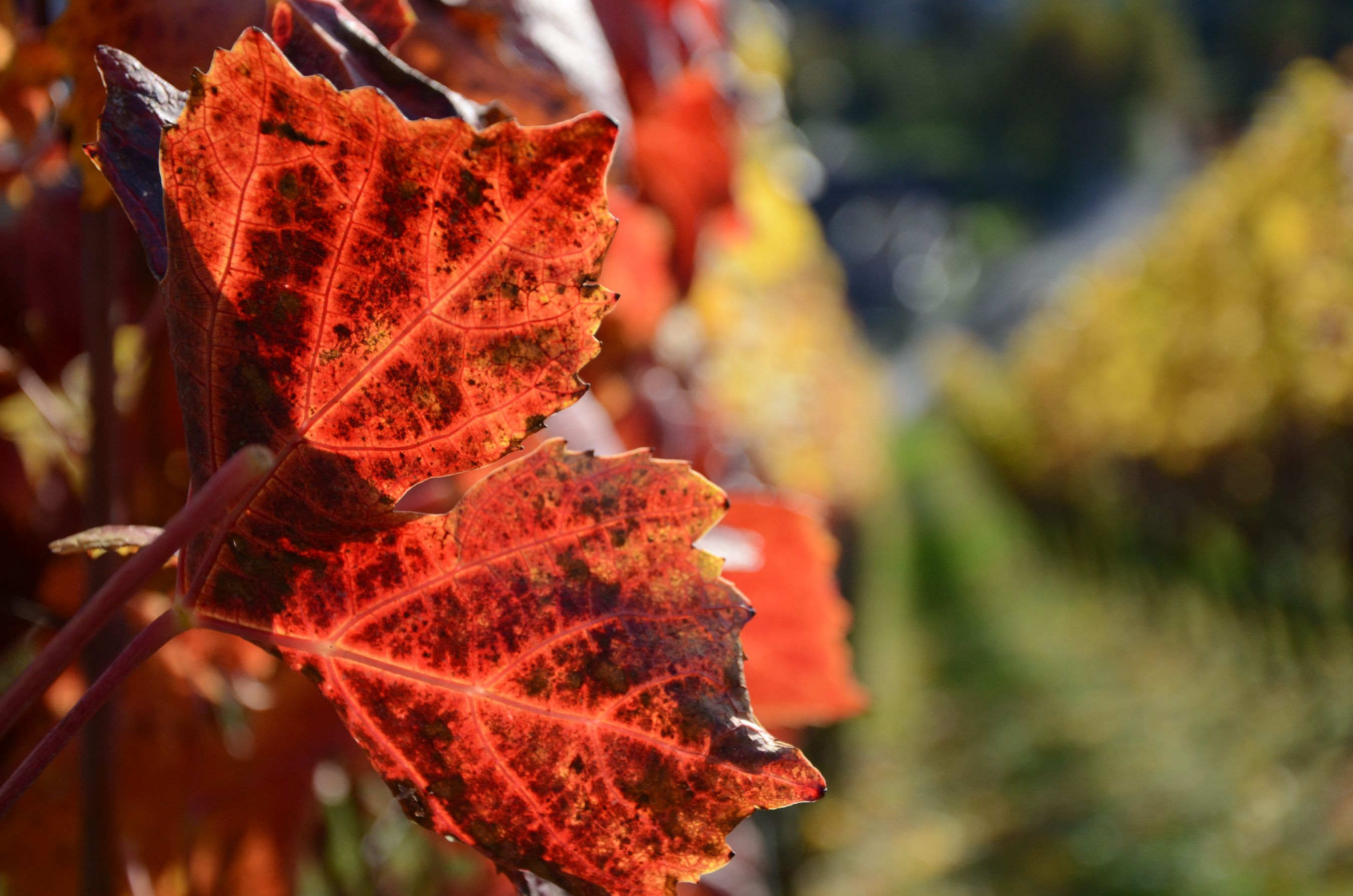 Bilder Baumgartner Weinbau AG