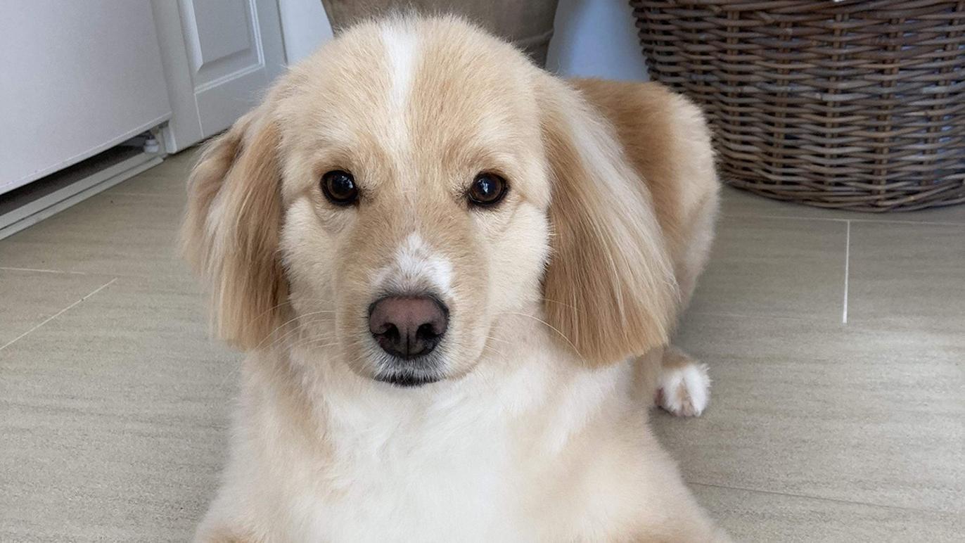 Images Vibes Lille Hundesalon