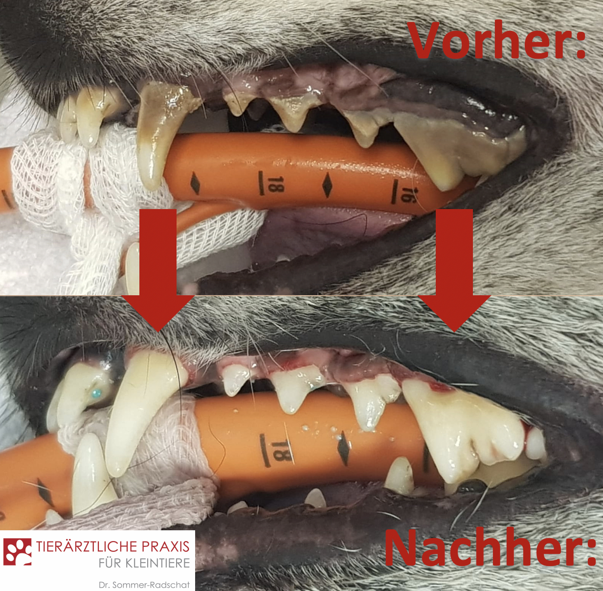 Kundenbild groß 11 Tierarzt Celle, Tierärztliche Praxis für Kleintiere Dr. Sommer-Radschat und