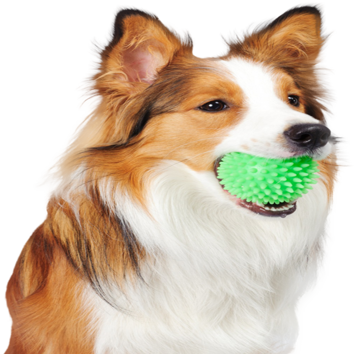 Images Top Dog Groomerie and Boutique
