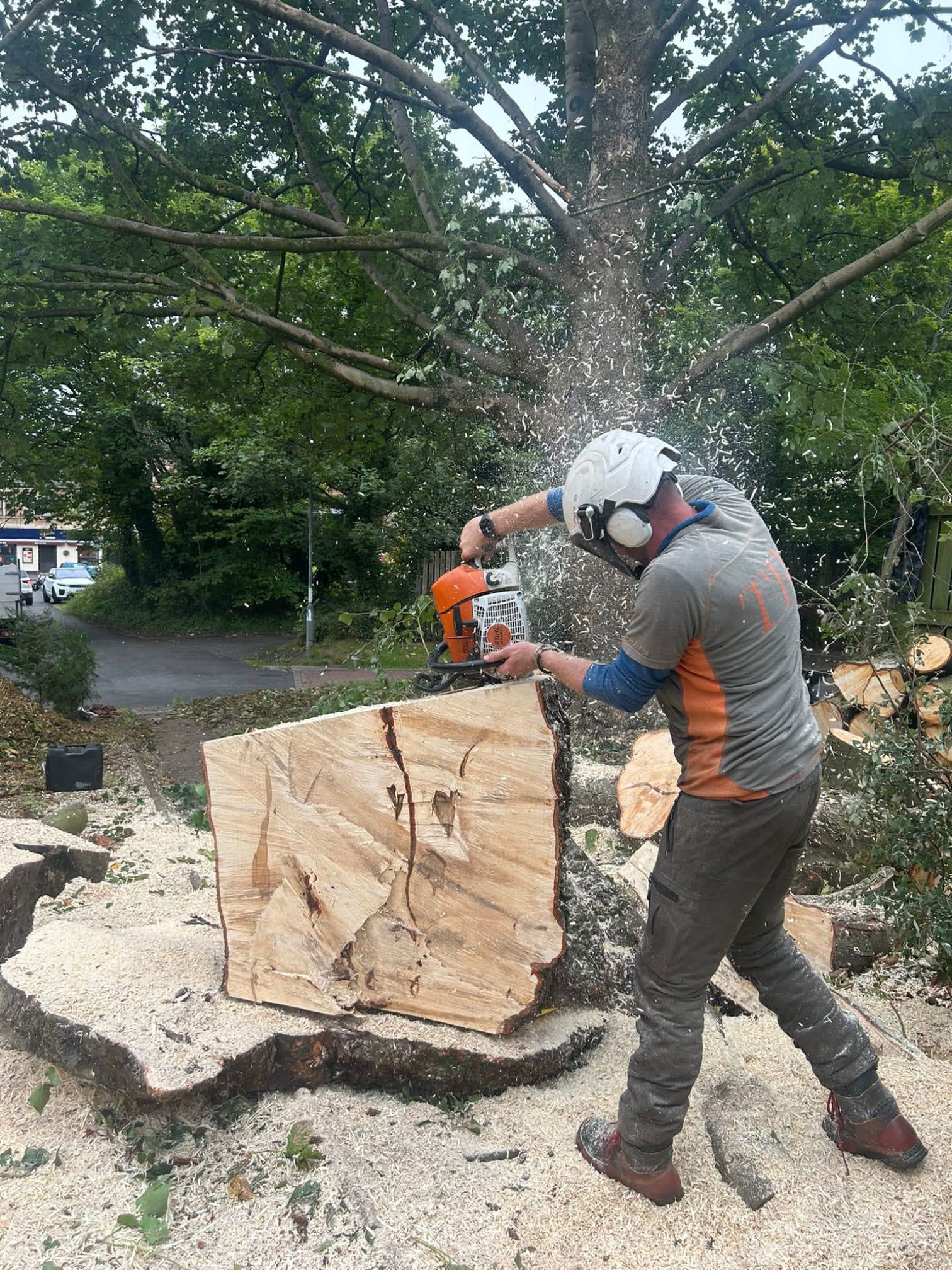 Images TRS Tree Removal Specialists