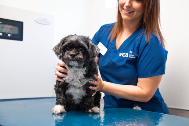 Images VCA Veterinary Hospital of Leon Springs