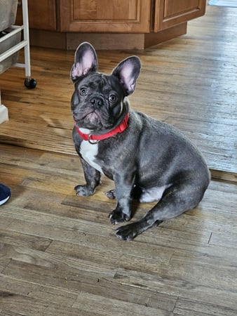 Images ABC's of Dog Training