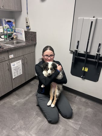Images VCA Peone Pines Animal Hospital