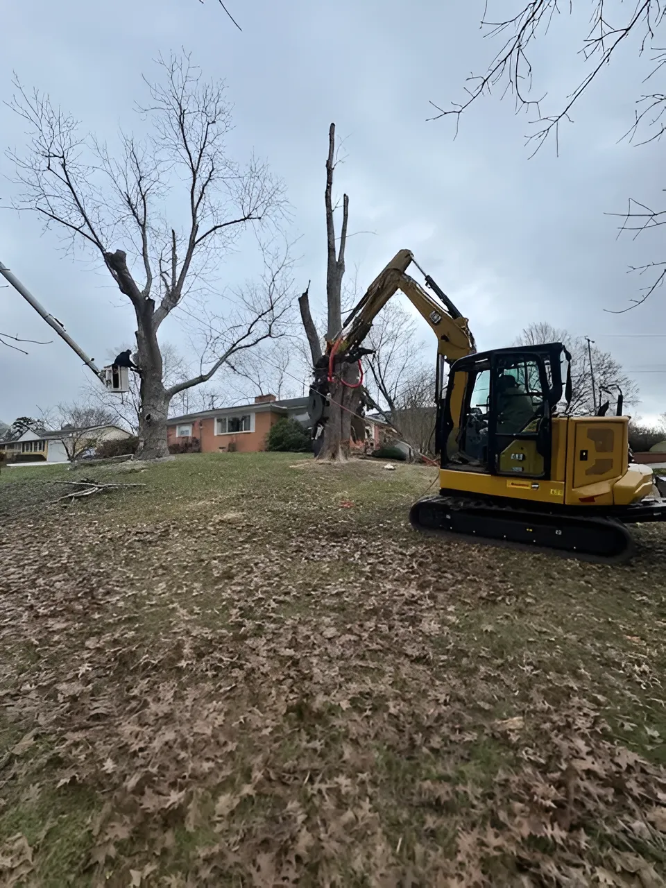 Precision Tree Service Image