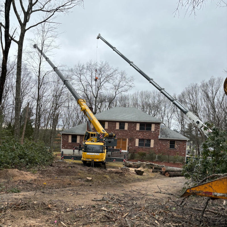 Martel Crane Service & Tree Removal Image