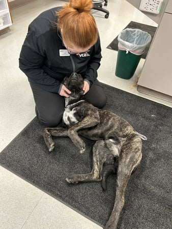 Images VCA Ponti Animal Hospital