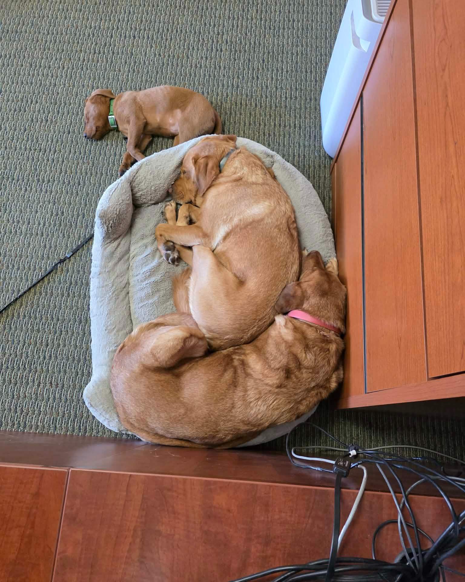 Now is a great time to take a closer look at your pet health insurance. Stop by or give us a call to review your current setup or request a quote. Our team is ready to help you care for your furry family members.