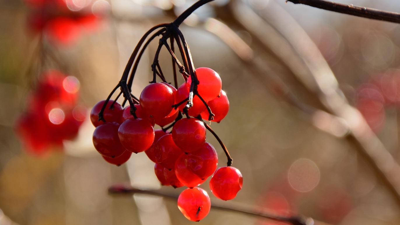 Images Hassela Skåne AB (Mentorskap)