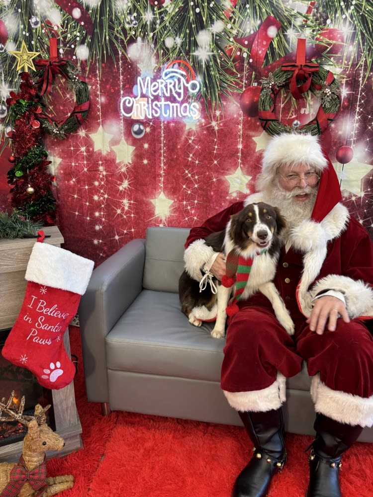 The Dog Stop - Katy Image