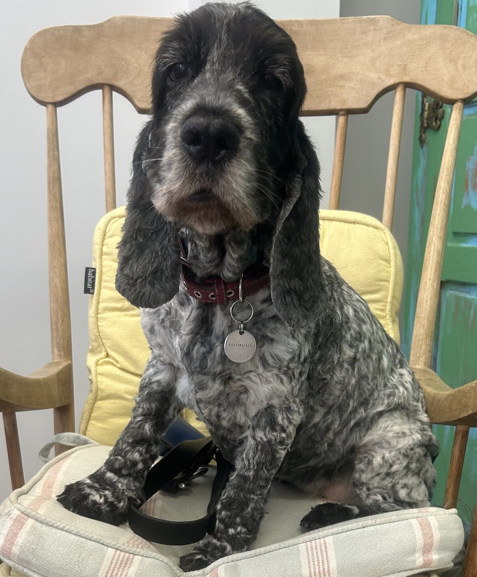 Images Me and My Dog