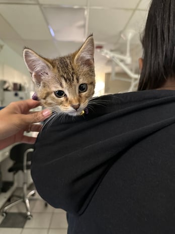 Images VCA Preston Park Animal Hospital